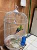 2 Birds with Cage Fixed Price KWD: 5