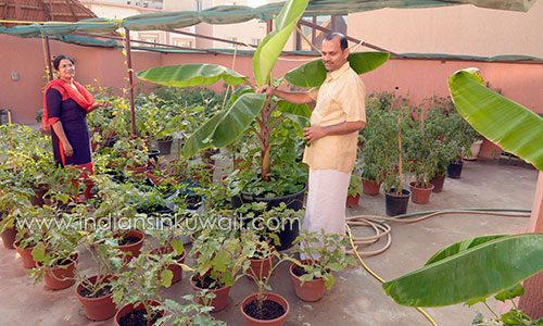 <b>Relieve your office tension at your own vegetable garden in Kuwait</b>