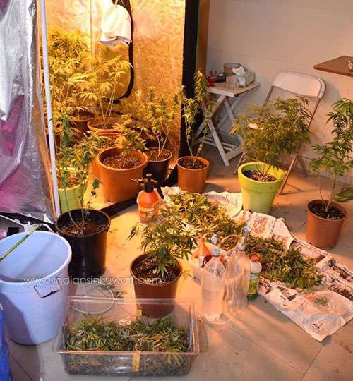 Expat arrested for planting marijuana in his house