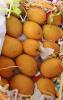 Fresh Alphonso Mangoes - BY Air 