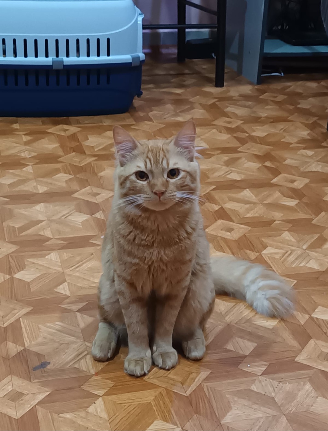 Kuwait buy & sell Classifieds Cat for adoption