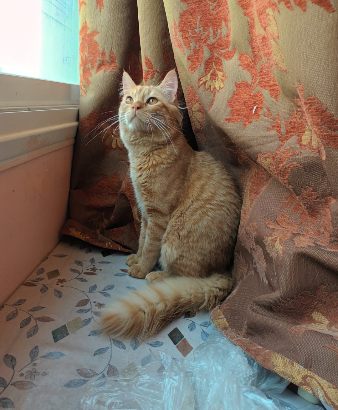 Kuwait buy & sell Classifieds Cat for adoption