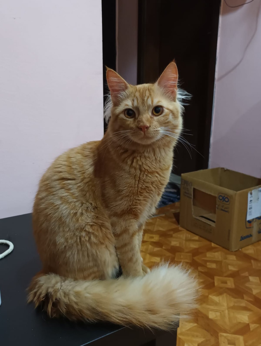 Kuwait buy & sell Classifieds Cat for adoption