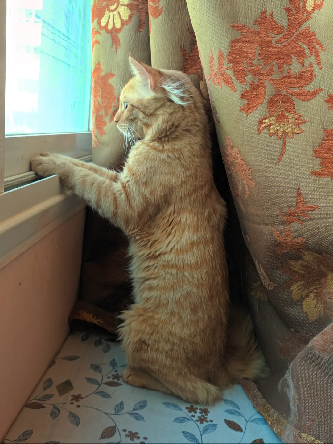 Kuwait buy & sell Classifieds Cat for adoption