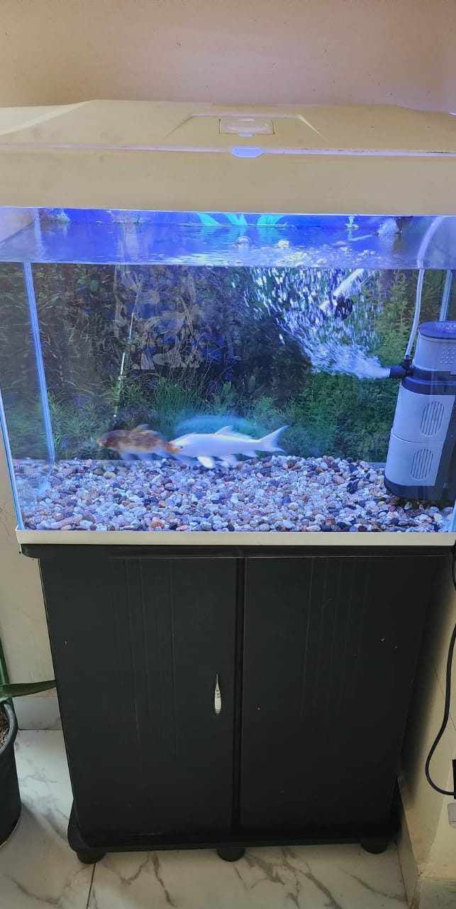 Fish tank with 2 fish and accessories for sale 