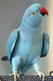 Male Blue Ring neck parrot for sale.