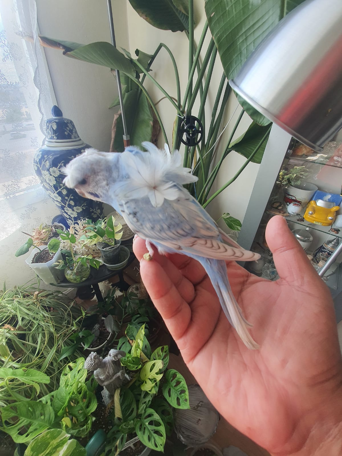 Helicopter Love birds for sale. Hogo Japanese Budgies.
