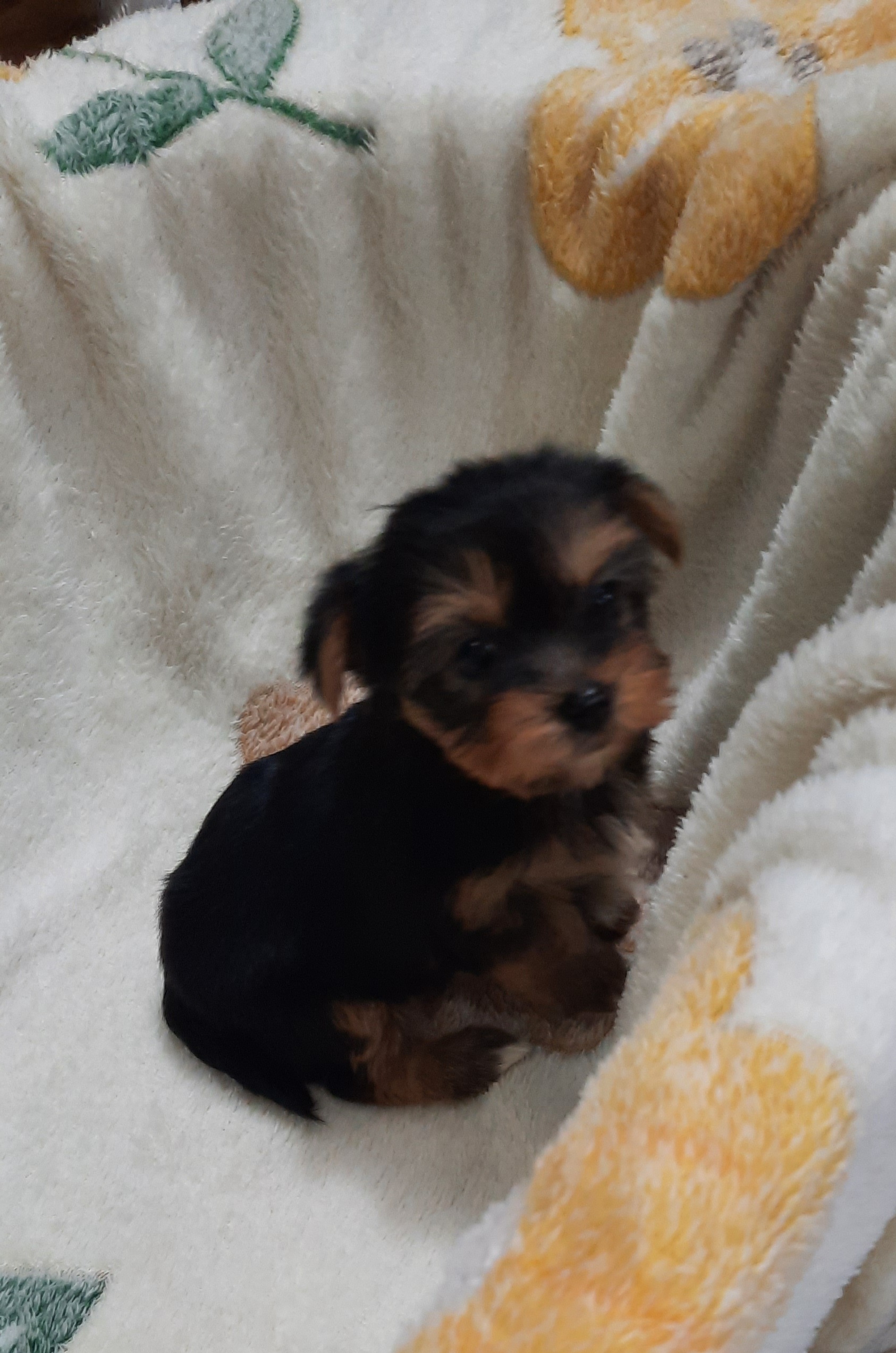 Yorkshire terrier puppies for sale 