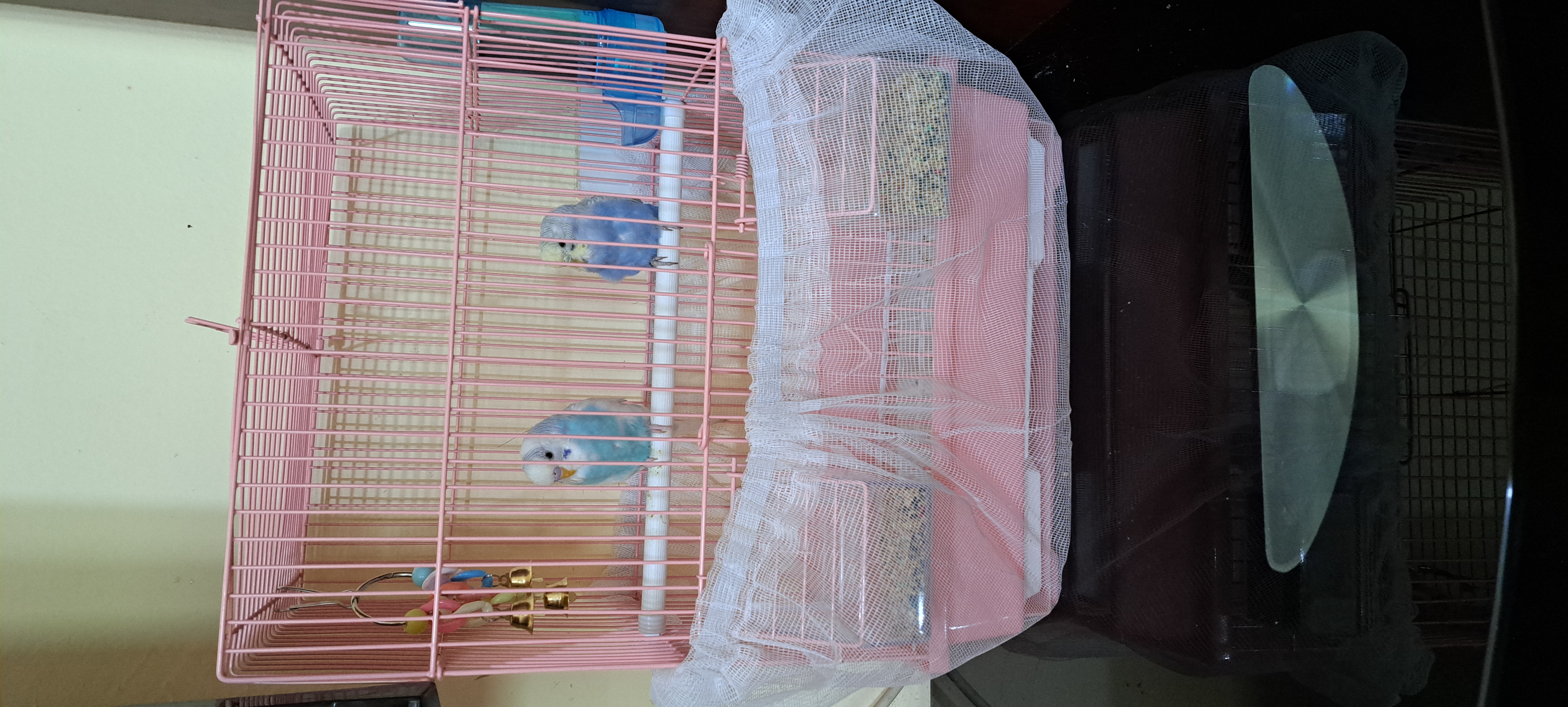 2LOVE BIRD WITH CAGE @ 7. KD. CALL 60713907.