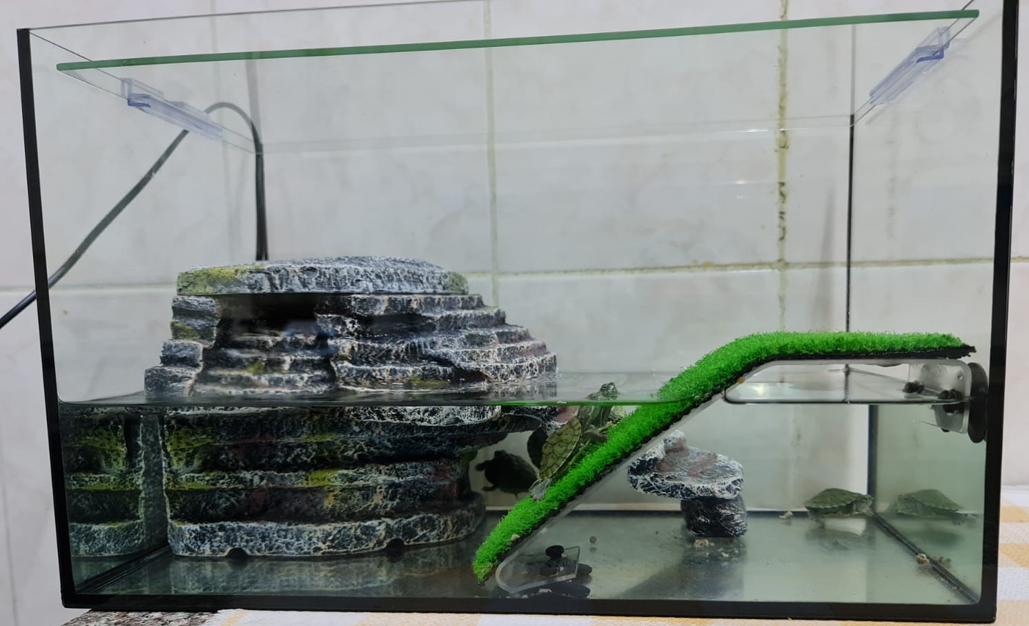 Acquarium with Filter motor and Inside accessories - With 5 turtles.