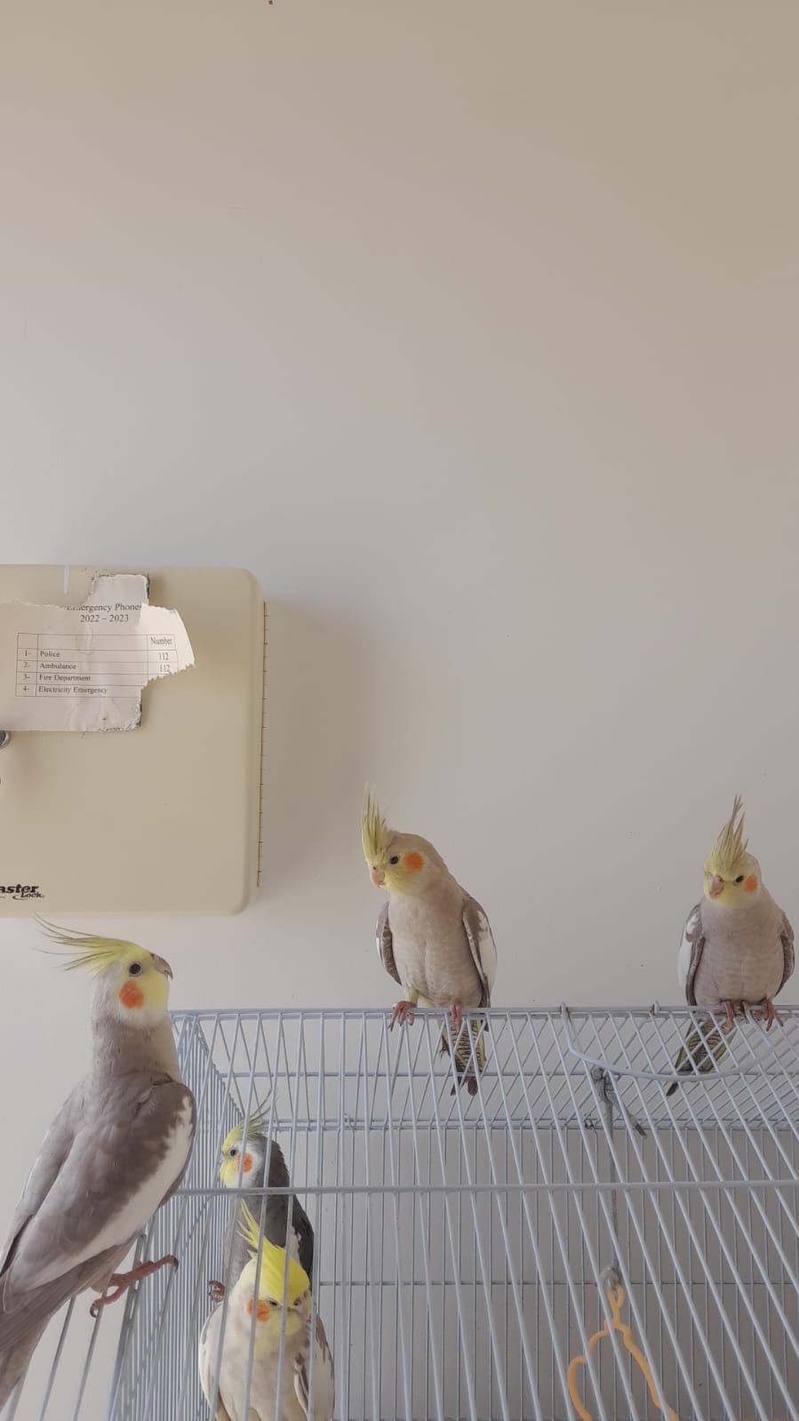3 cockatiels for sale contact 55242887