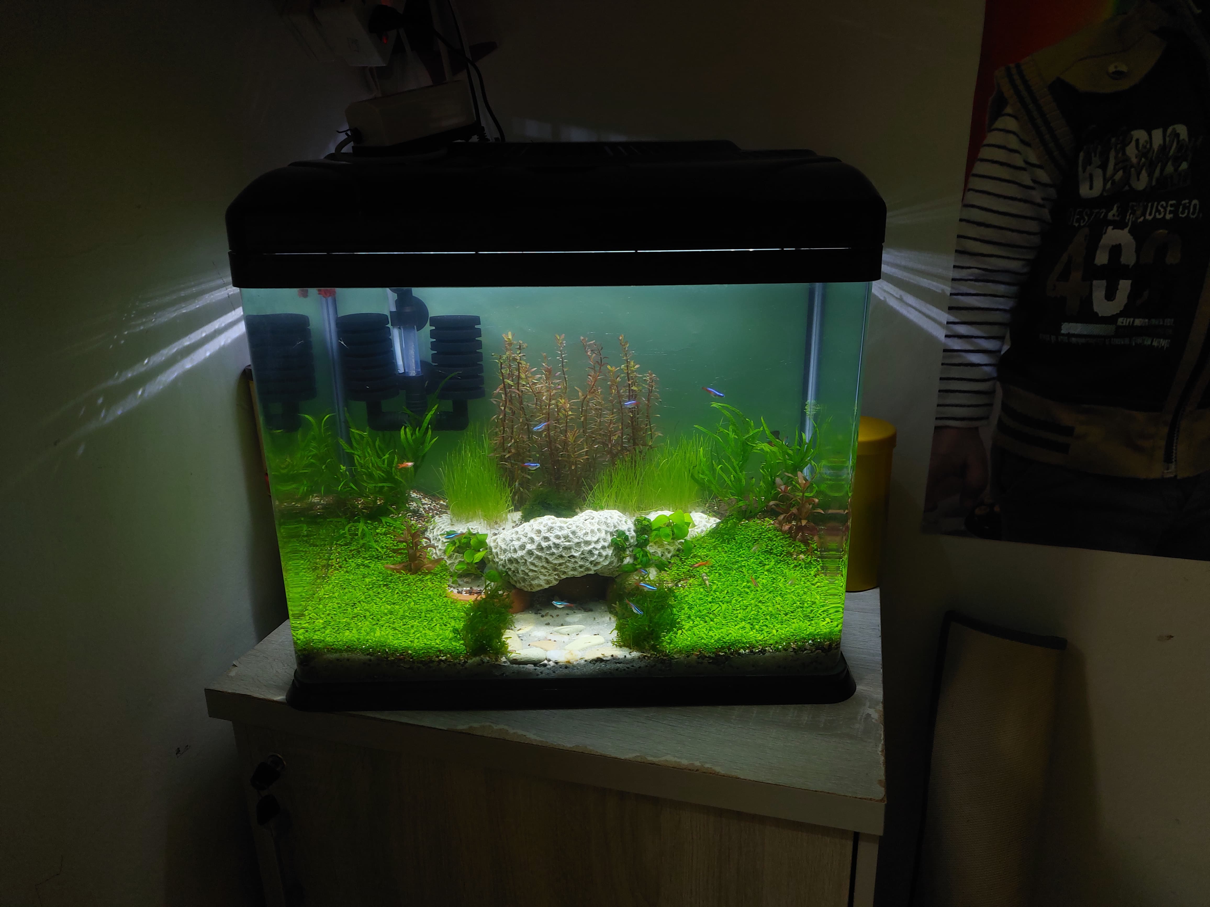 Planted Betta Fish Tank 
