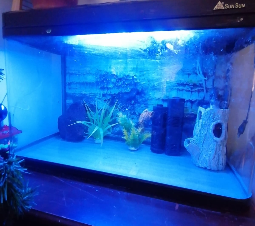 Aquarium 80cm for sale