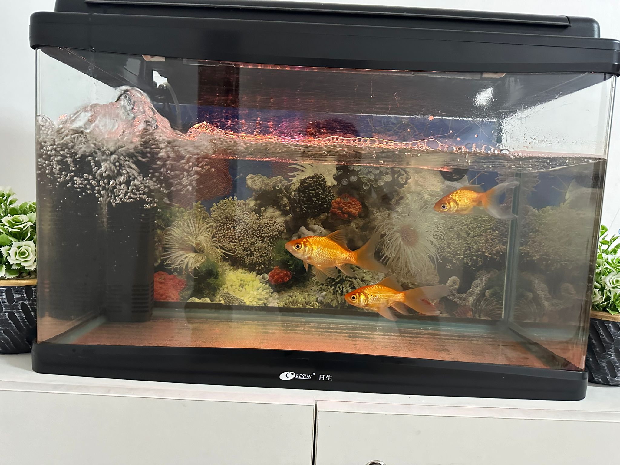Fish Tank With Gold Fishes 
