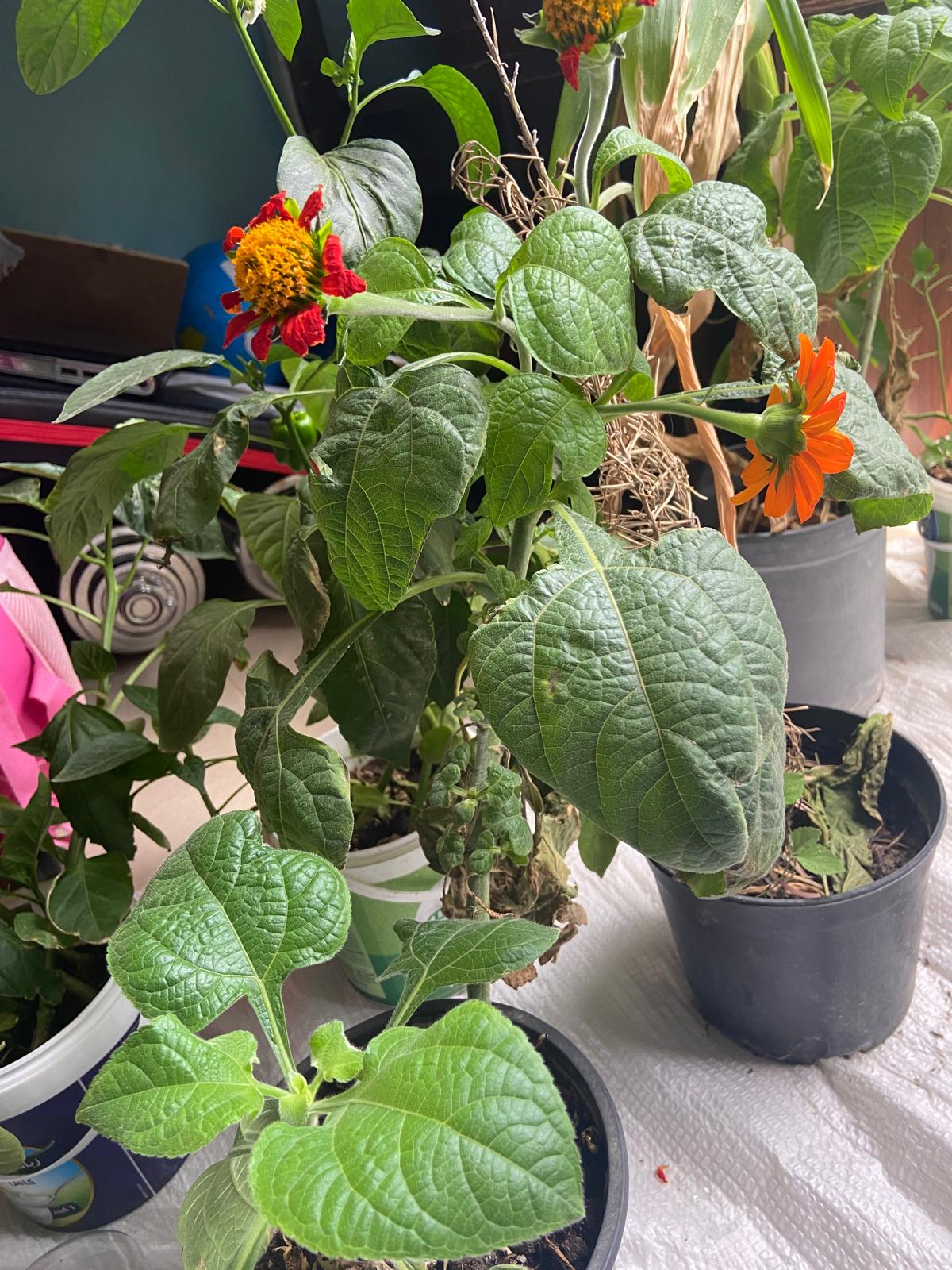 Indoor and outdoor plants 