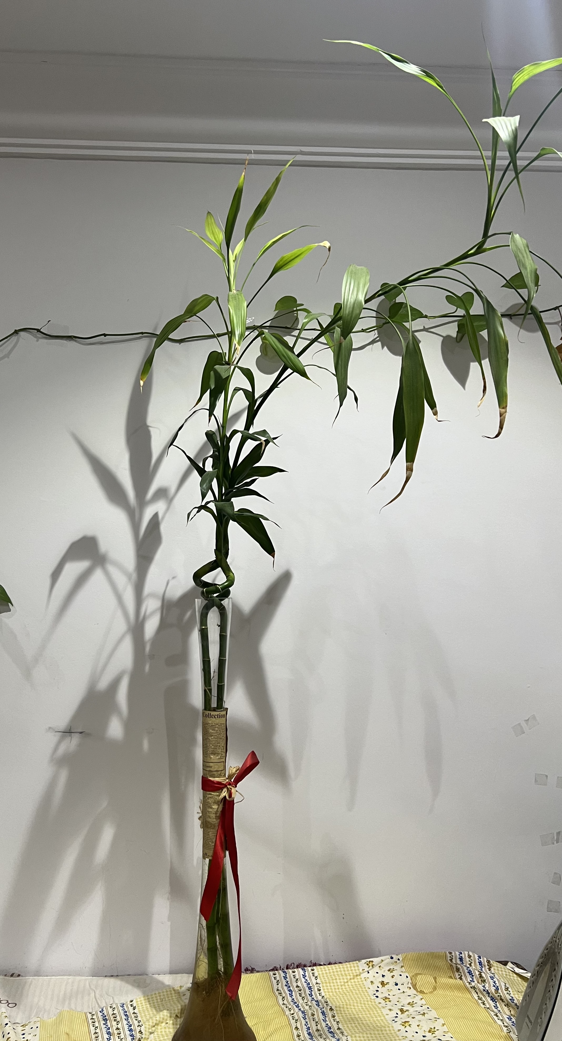 Bamboo with glass pot