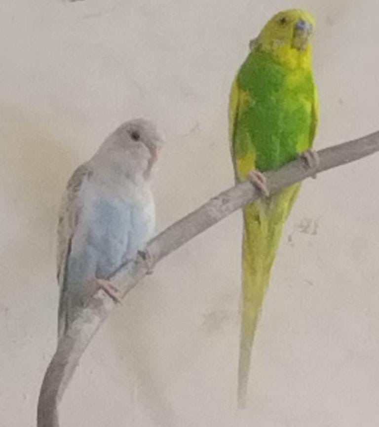 Budgies with baby 