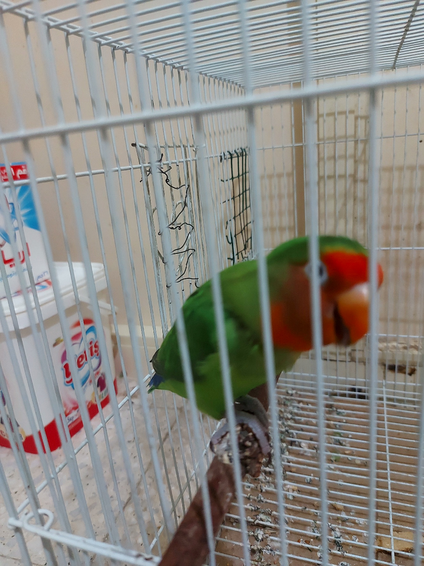  love bird