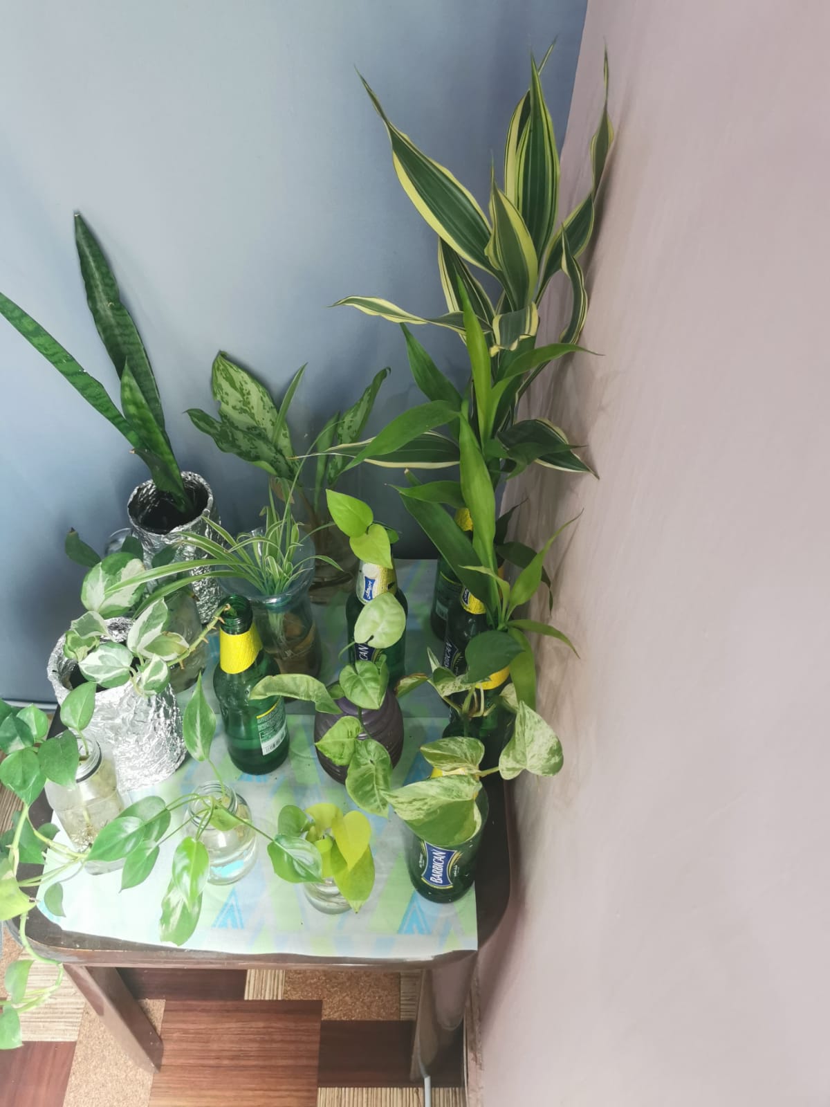 Plants & pots
