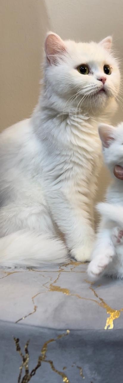 Persian Cat mother & Kitten for Adoption 