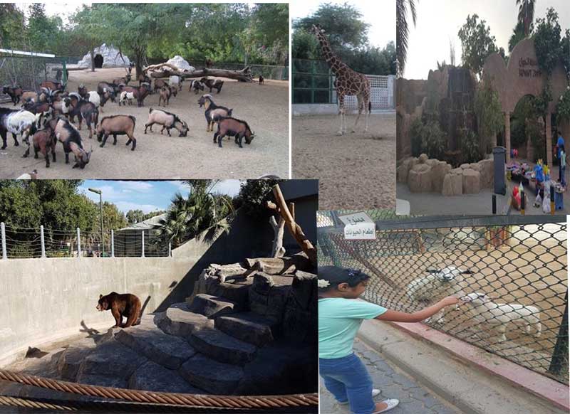 - My Visit to Kuwait Zoo