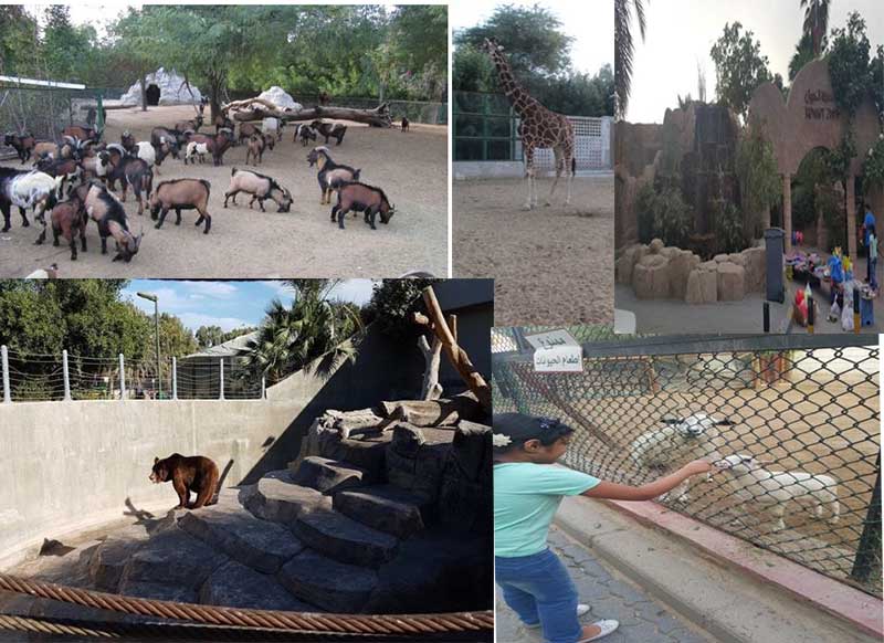 - My Visit to Kuwait Zoo - My Visit to Kuwait Zoo