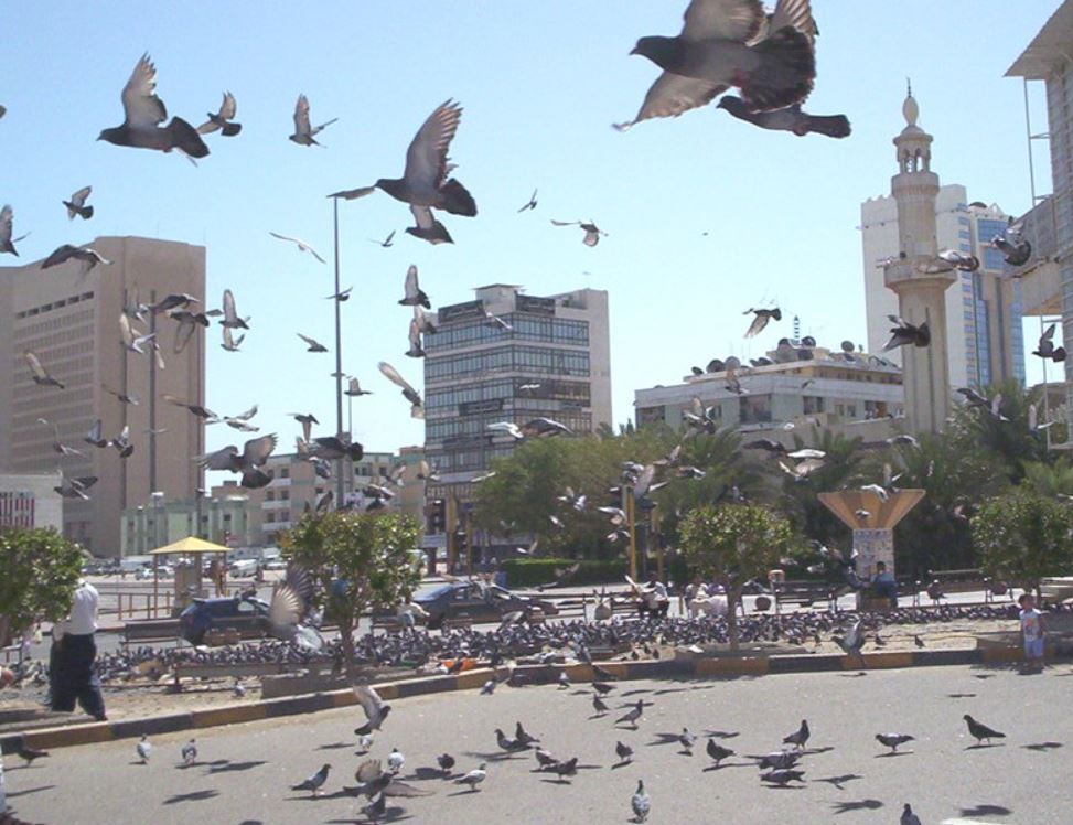 Police looking for person catching pigeons in  Mirqab area