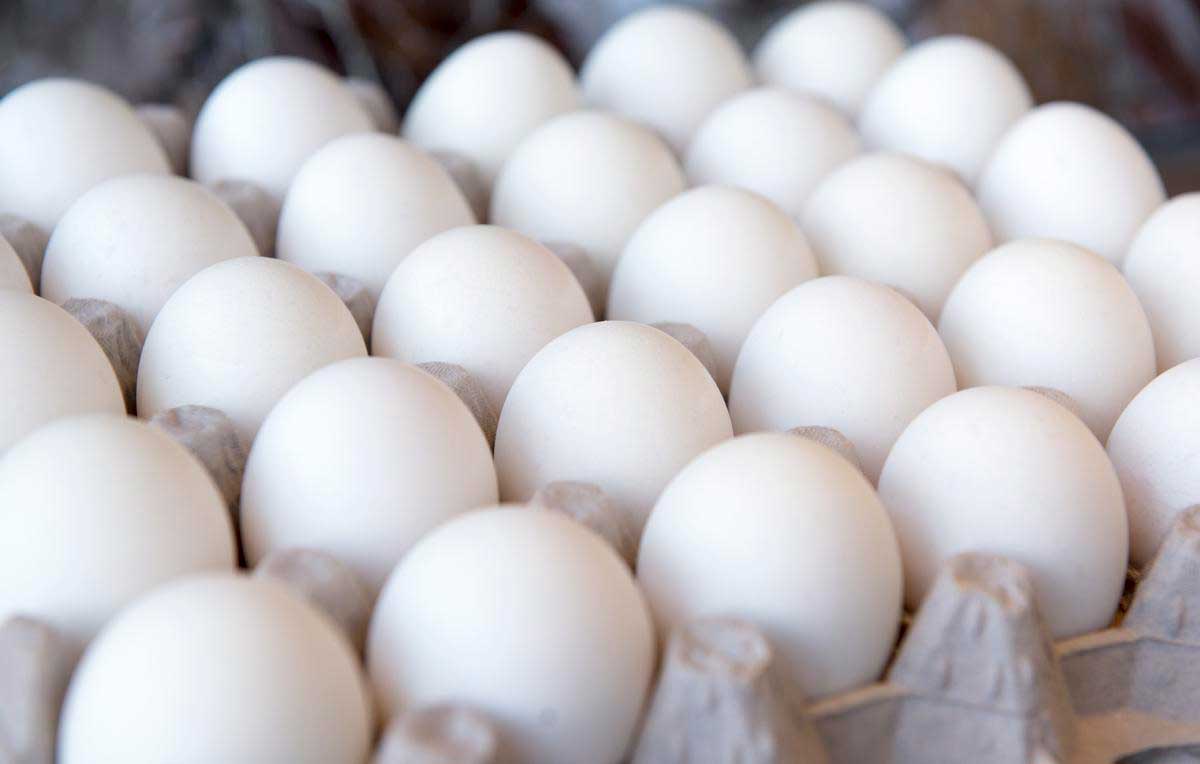 Egg shortage continues in Kuwait
