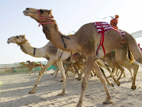 A  Day In The Kuwait Camel Racing Club