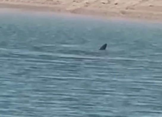 MoI warns beach goers after the presence of large Shark in Sabah Al-Ahmad sea area