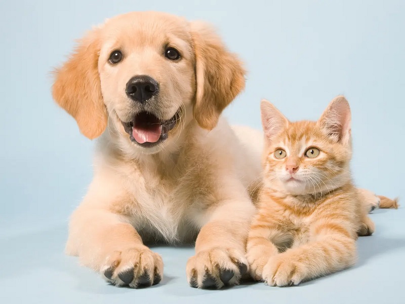 Pets – Trustworthy companions who love us more than they love themselves