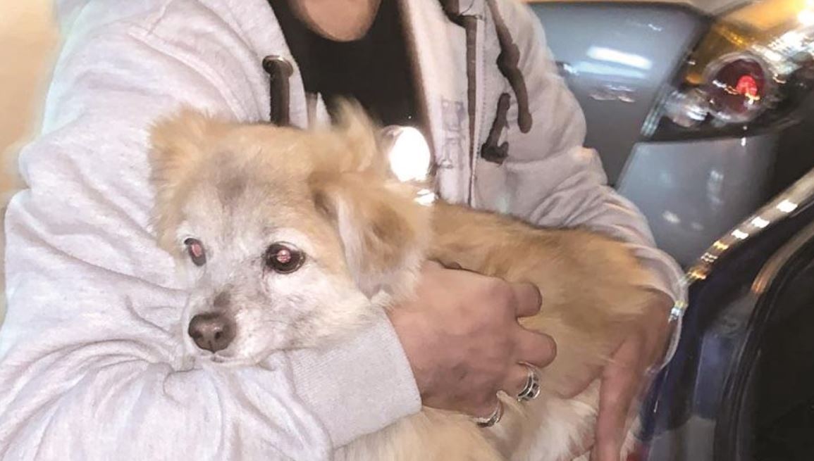 Missing dog found. Owner rewarded 500 KD to  informer