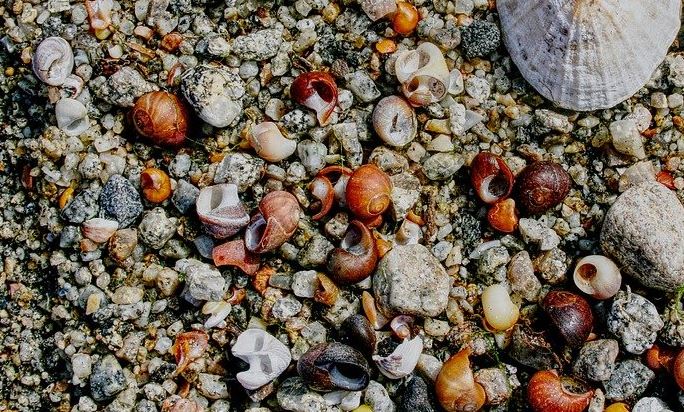 250 KD fine for collecting seashells and snails from beaches