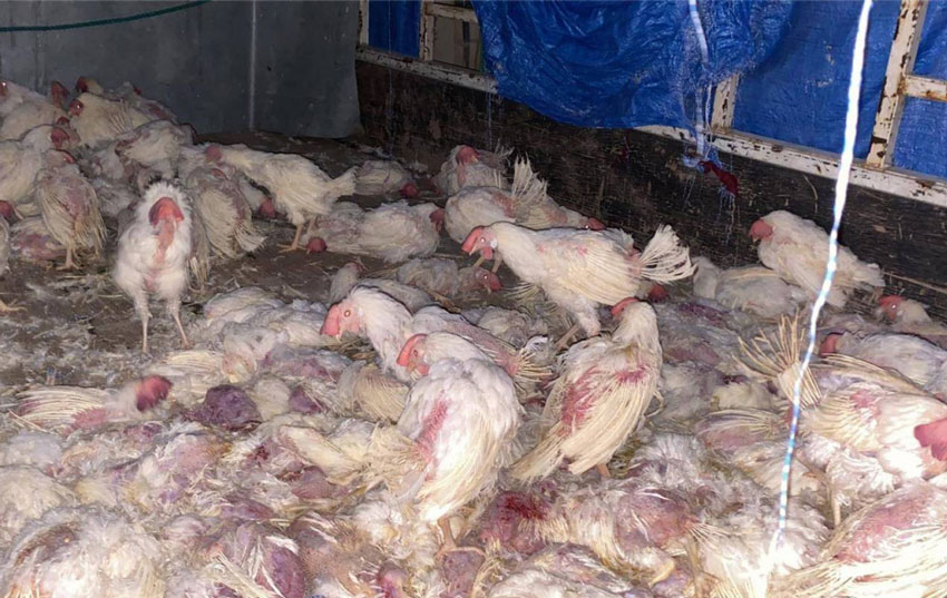 Two arrested for selling sick chicken in Jleeb