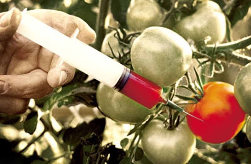GMOs: Are they any good?