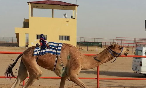 Racing   Camels