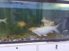 Aquarium - Fish Tank with fishes for sale