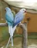 4 month old 2 white Head white Tail parrots