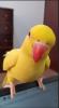 Holland Ringneck Parrot - Lutino (Yellow)
